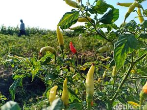 Kementan: Benih Bermutu Jadi Penentu Hasil Produksi Cabai