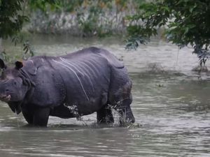 Taman Nasional di India Kebanjiran, 17 Ekor Badak Cula Satu Mati Taman Nasional di India Kebanjiran, 17 Ekor Badak Cula Satu Mati