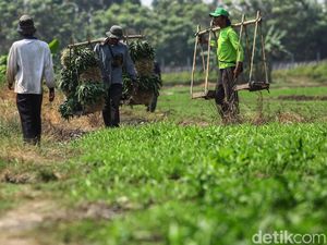 Harga Pangan Naik, Nilai Tukar Petani Terkerek 0,29% Harga Pangan Naik, Nilai Tukar Petani Terkerek 0,29%