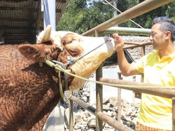 Kisah Apep, Berandal Hijrah Jadi Peternak Sapi Sukses