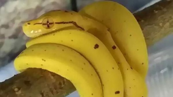 Eits, Jangan Terkecoh! 10 Benda Ini Bentuknya Persis Makanan