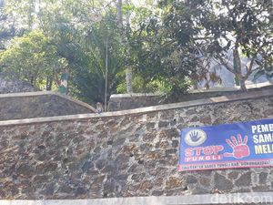 Kelaparan, Puluhan Monyet Jarah Makanan di Desa Wisata Nglanggeran