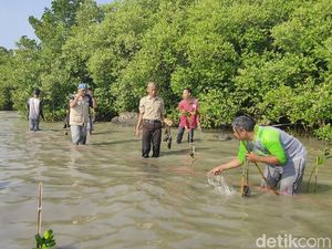 Cirebon Kembangkan Ekowisata Mangrove