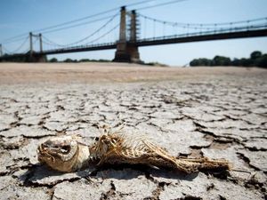 Gelombang Panas Pecahkan Rekor, Mengapa Suhu di Eropa Meningkat Tajam?