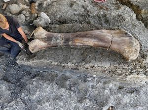 Tulang Dinosaurus Raksasa Ditemukan di Prancis Tulang Dinosaurus Raksasa Ditemukan di Prancis