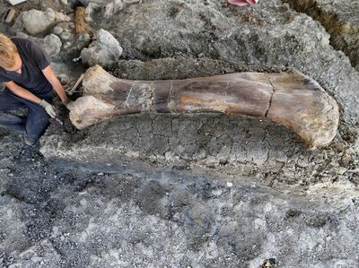 Tulang Dinosaurus Raksasa Ditemukan di Prancis