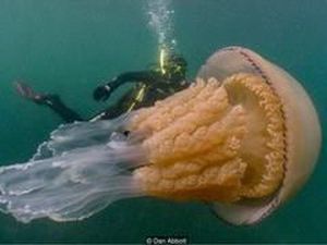 Ketika Penyelam di Inggris Dikejutkan Ubur-ubur Raksasa