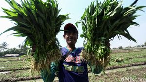 Asyik! Petani di Tangerang Panen Kangkung