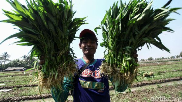 Asyik! Petani di Tangerang Panen Kangkung