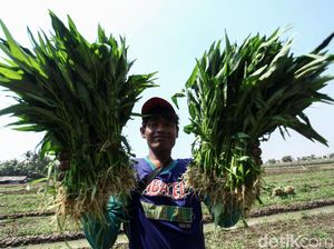 Asyik! Petani di Tangerang Panen Kangkung