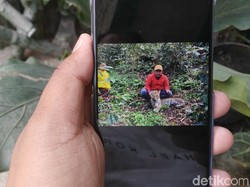 Teka-teki Kematian Seekor Macan Tutul di Pangalengan