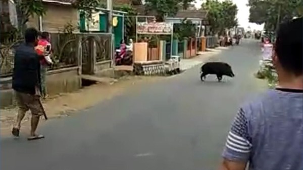 Banyak Hewan Liar Muncul Di Pemukiman Bbksda Makanan Berkurang
