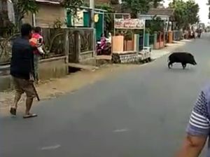 Bergulat Lawan Babi Hutan, Jaja Terkapar Bersimbah Darah