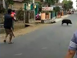 Bergulat Lawan Babi Hutan, Jaja Terkapar Bersimbah Darah