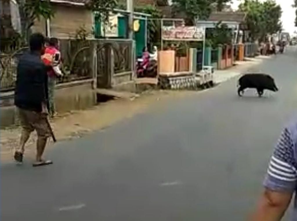 Bergulat Lawan Babi Hutan, Jaja Terkapar Bersimbah Darah Bergulat Lawan Babi Hutan, Jaja Terkapar Bersimbah Darah