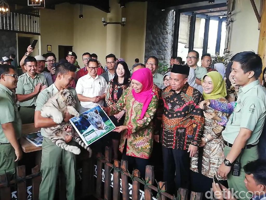 Gubernur Khofifah Beri Nama 3 Bayi Harimau Benggala Putih Taman Safari Prigen Gubernur Khofifah Beri Nama 3 Bayi Harimau Benggala Putih Taman Safari Prigen