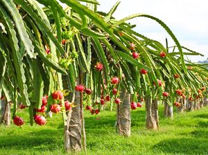 Usai Verifikasi Lapang, Buah Naga RI Siap Diekspor Ke China