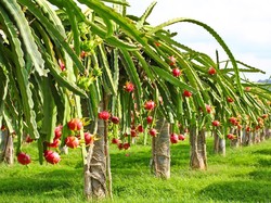 Usai Verifikasi Lapang, Buah Naga RI Siap Diekspor Ke China