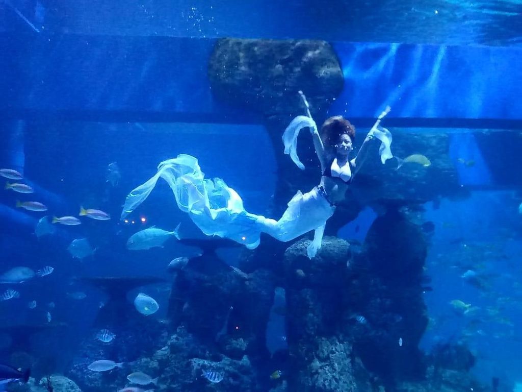 Bidik Foto Mermaid di Jakarta Aquarium Bisa Dapat Rp 5 Juta Bidik Foto Mermaid di Jakarta Aquarium Bisa Dapat Rp 5 Juta