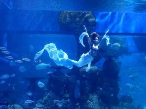 Ingin Bisa Berenang Seperti Mermaid? Segini Biaya Kursusnya Ingin Bisa Berenang Seperti Mermaid? Segini Biaya Kursusnya