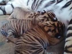 Maharani Zoo Punya 3 Bayi Harimau Sumatra