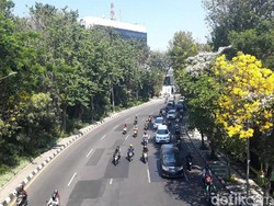 Indahnya Bunga Tabebuya di Berbagai Sudut Kota Surabaya