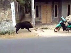 Babi Hutan Serang Warga Kerinci, 1 Orang Tewas dan 3 Terluka