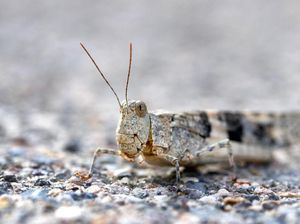 Serbuan Belalang Kejutkan Turis dan Warga di Las Vegas Strip