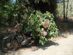 Sepandai-pandai Sembunyikan Jati Ditutup Daun Ketela, Akhirnya Ketahuan Juga