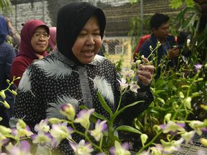 Risma akan Ajari Warga Eks Lokalisasi Budidaya Anggrek dan Pengolahan Jamur Risma akan Ajari Warga Eks Lokalisasi Budidaya Anggrek dan Pengolahan Jamur