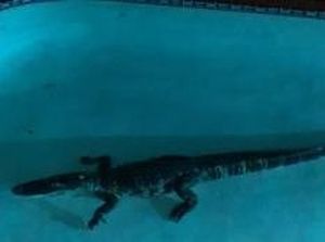 Aligator 7 Kaki Berenang di Kolam Keluarga di Florida Aligator 7 Kaki Berenang di Kolam Keluarga di Florida