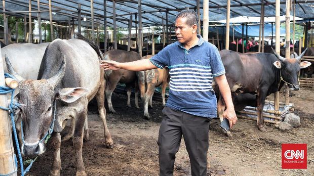 Tempat jual Sapi Qurban di Jalan TB. Simatupang, Jakarta Selatan. Jenis Sapi di tempat tersebut berasal dari berbagai daerah seperti  Bima Dompu, Mojokerto, Solo, Banyuwangi dan Bali. Berat sapi yang dijual juga beragam dari berat maksimal 1 ton 200 kg sampai minimal 250kg, harga jual sapi-sapi dikisaran harga 15 juta rupiah sampai dengan ratusan juta rupiah. Jakarta, Minggu 28 Juli 2019. CNN Indonesia/Andry Novelino