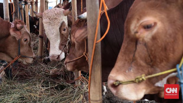 Tempat jual Sapi Qurban di Jalan TB. Simatupang, Jakarta Selatan. Jenis Sapi di tempat tersebut berasal dari berbagai daerah seperti  Bima Dompu, Mojokerto, Solo, Banyuwangi dan Bali. Berat sapi yang dijual juga beragam dari berat maksimal 1 ton 200 kg sampai minimal 250kg, harga jual sapi-sapi dikisaran harga 15 juta rupiah sampai dengan ratusan juta rupiah. Jakarta, Minggu 28 Juli 2019. CNN Indonesia/Andry Novelino