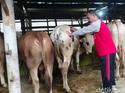 Peternak Ayam hingga Kambing Minta Ini Biar Cepat Pulih dari Corona