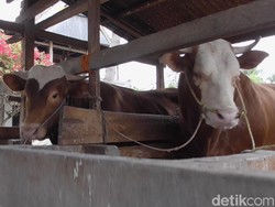 Sebelum Beli Sapi Tyson, Jokowi Disebut Lirik Rambo untuk Kurban