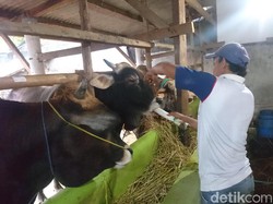 Jelang Kurban, Peternak di Brebes Cekoki Sapi dengan Jamu