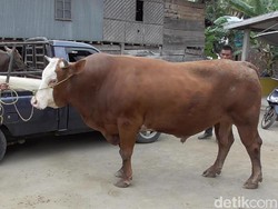 Ini Rambo, Sapi yang Sempat Dilirik Jokowi Sebelum Pilih Tyson