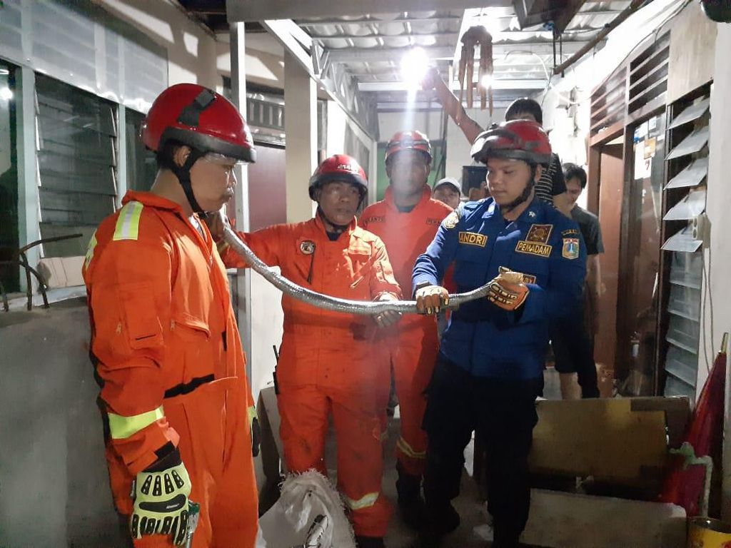 Malam-malam Damkar Evakuasi Kobra dari Rumah Warga di Jaksel Malam-malam Damkar Evakuasi Kobra dari Rumah Warga di Jaksel