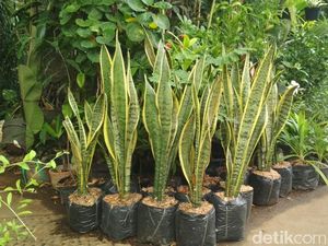 Disdik DKI Imbau Tanam Lidah Mertua: Kalau Beli Boleh, Hidupkan Ekonomi