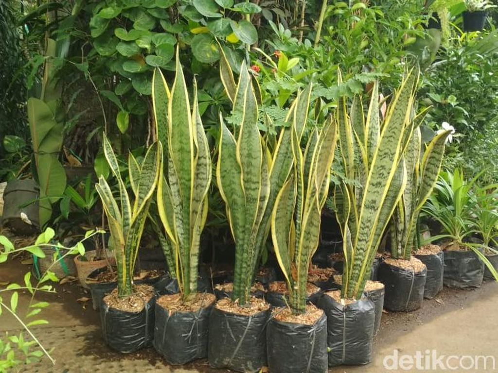 Atasi Polusi, Disdik DKI Imbau Sekolah Tanam Lidah Mertua dan Sirih Kuning Atasi Polusi, Disdik DKI Imbau Sekolah Tanam Lidah Mertua dan Sirih Kuning