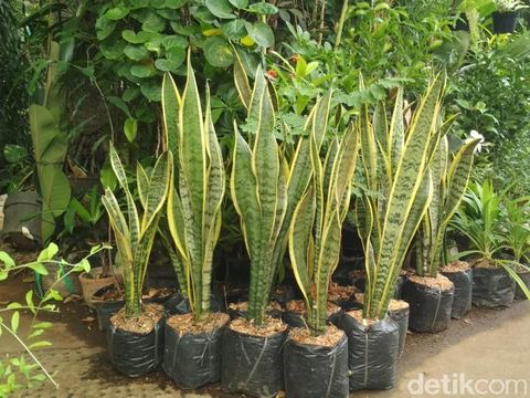 lidah mertua tanaman penangkal polusi