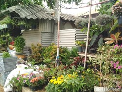 Seperti Lidah Mertua, Sri Rejeki Juga Bisa Jadi Penangkal Polusi