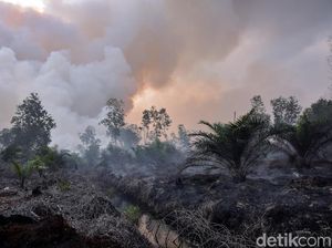 Bupati Akui Tak Tahu Lahan Perusahaan Malaysia Terbakar di Pelalawan Bupati Akui Tak Tahu Lahan Perusahaan Malaysia Terbakar di Pelalawan