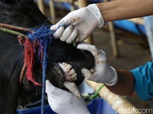 Yuk! Pastikan Hewan Kurban yang Dijual Sehat