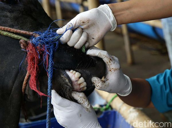 Yuk! Pastikan Hewan Kurban yang Dijual Sehat
