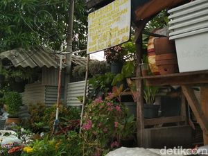 Lidah Mertua Disebut Tangkal Polusi, Ini Reaksi Pedagang Tanaman di DKI