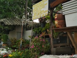 Lidah Mertua Disebut Tangkal Polusi, Ini Reaksi Pedagang Tanaman di DKI