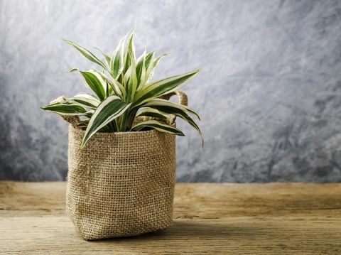 Home and garden concept of sansevieria trifasciata or Snake plant in the bedroom