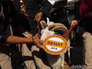 Wali Kota Bandung Minta Pedagang Hewan Kurban Tak Jualan di Trotoar