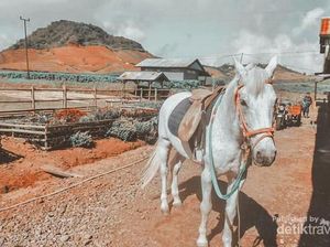Berkuda di Dataran Tinggi Dekat Makassar, Bisa!